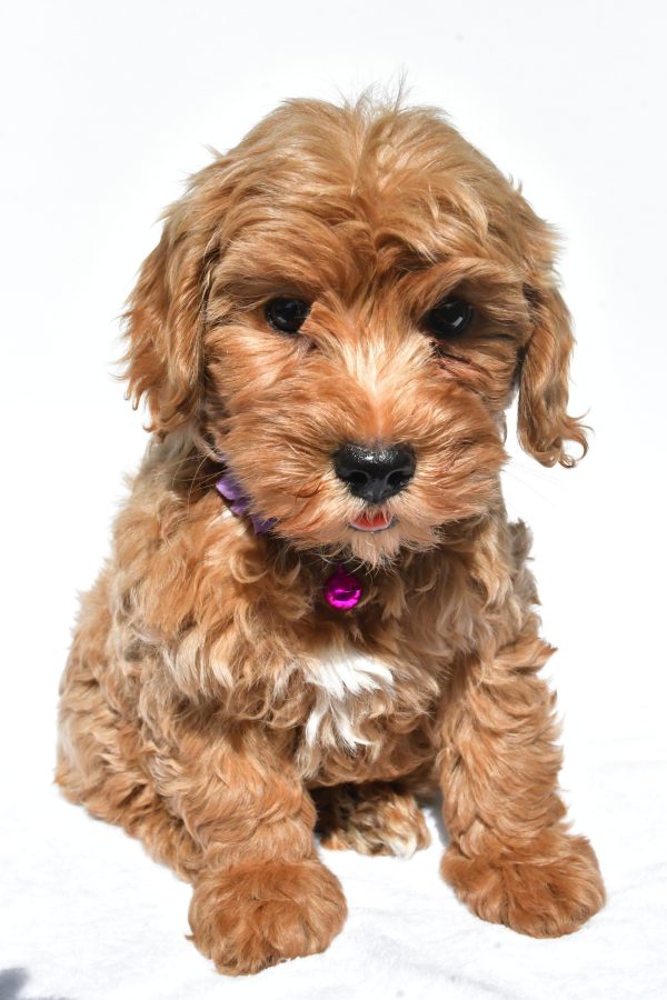 Miss Megan The Miniature Poodle - Image 2