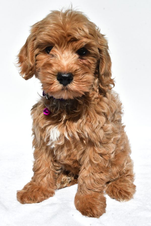 Miss Megan The Miniature Poodle