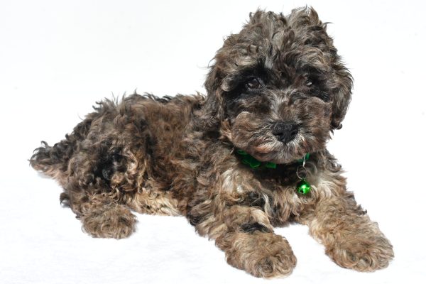 Miss Mandi The Miniature Poodle - Image 5