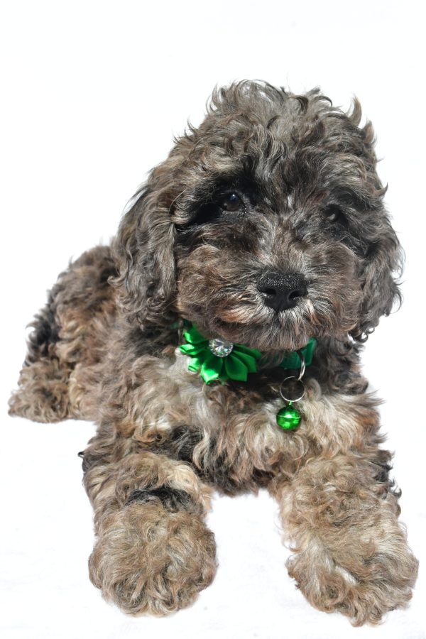 Miss Mandi The Miniature Poodle - Image 3