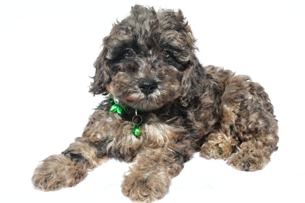 Miss Mandi The Miniature Poodle - Image 4