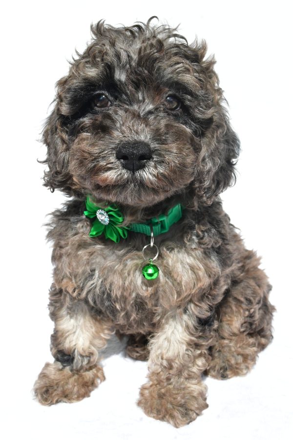 Miss Mandi The Miniature Poodle - Image 2