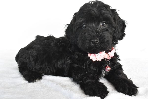 Miss Milly The Miniature Poodle - Image 6