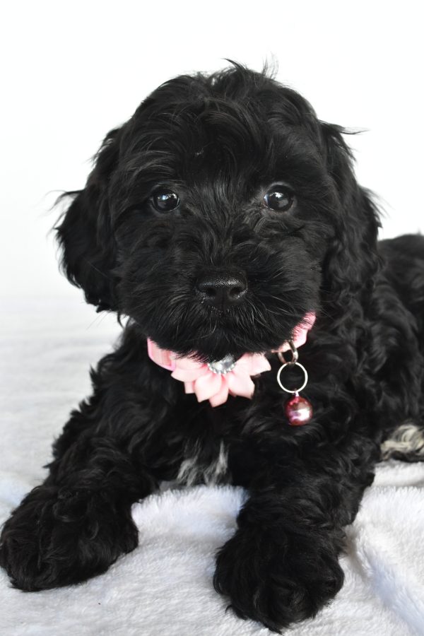 Miss Milly The Miniature Poodle - Image 3