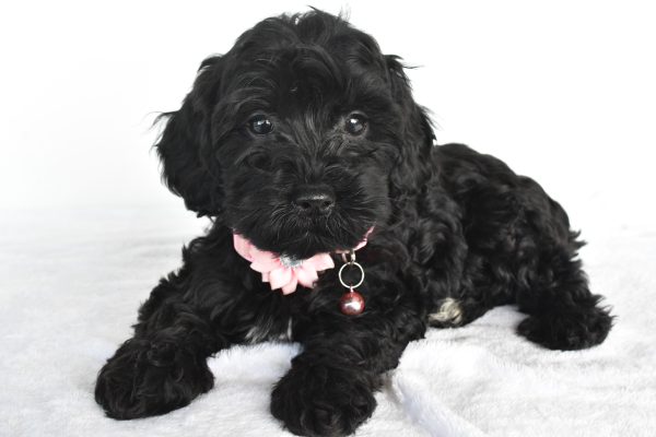 Miss Milly The Miniature Poodle - Image 5
