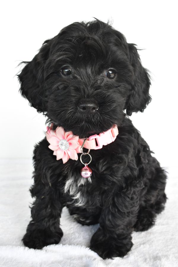 Miss Milly The Miniature Poodle - Image 2