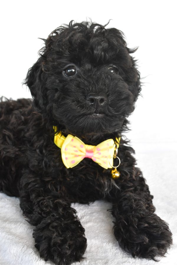 Mr. Moses The Miniature Poodle - Image 4