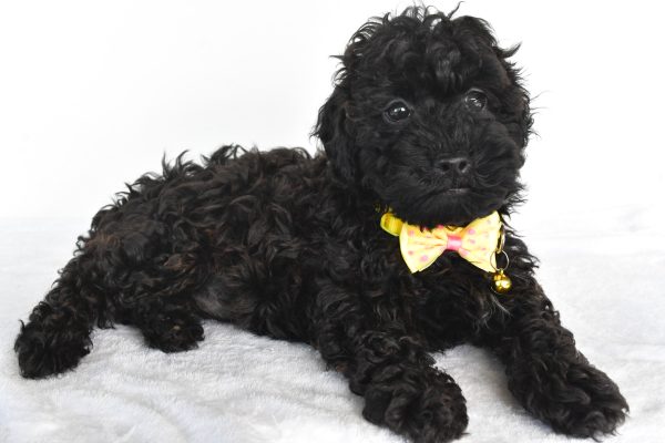 Mr. Moses The Miniature Poodle - Image 7