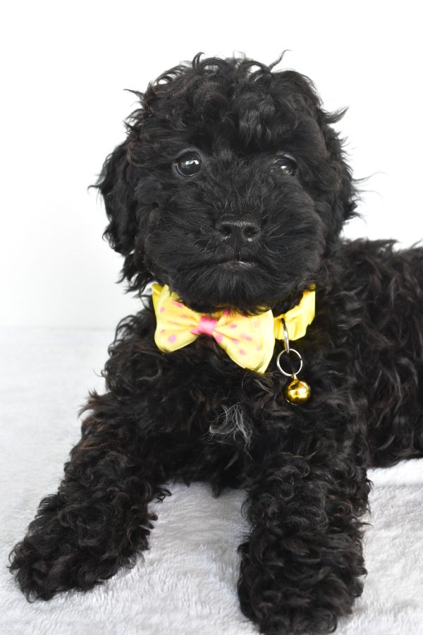 Mr. Moses The Miniature Poodle - Image 3