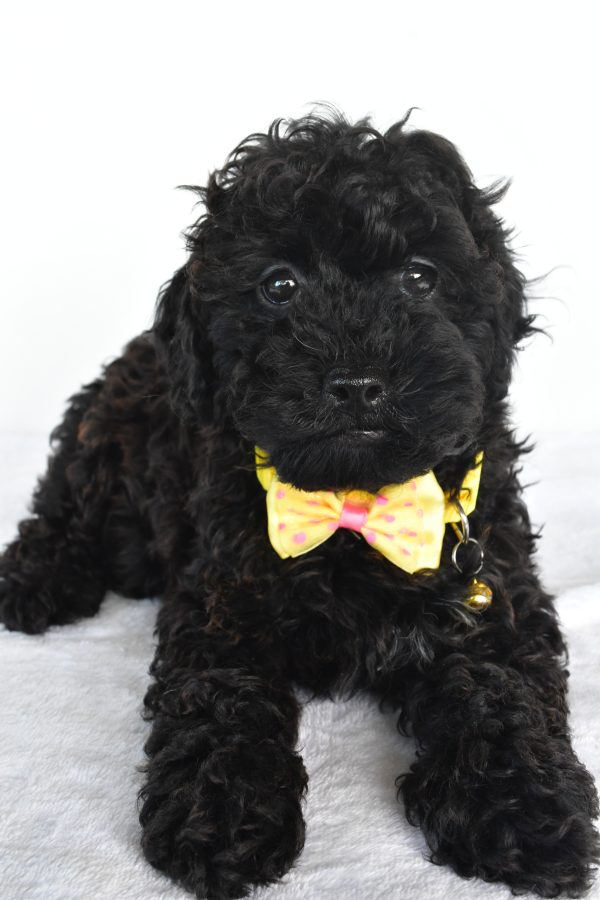 Mr. Moses The Miniature Poodle - Image 5