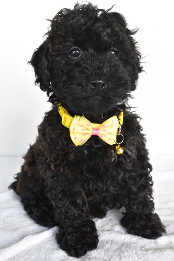 Mr. Moses The Miniature Poodle - Image 2
