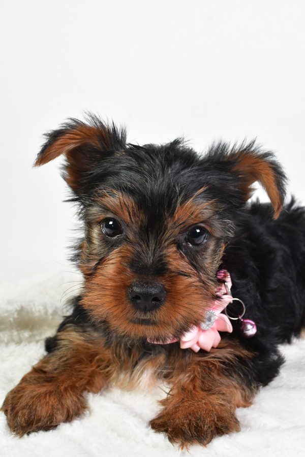 Miss Ollie The Yorkshire Terrier - Image 4