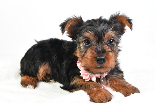 Miss Ollie The Yorkshire Terrier - Image 5