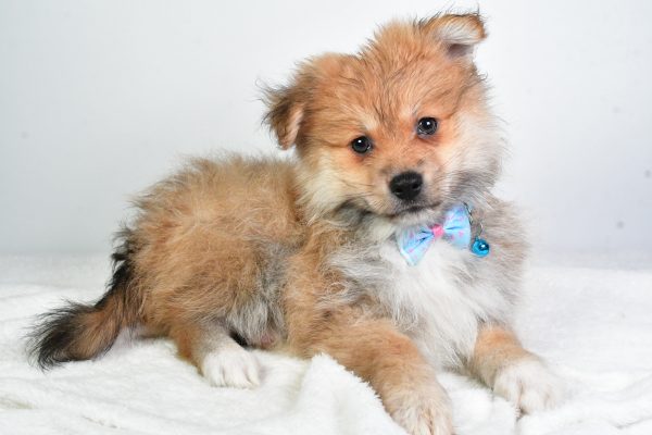 Mr. Tate The Pomeranian - Image 8