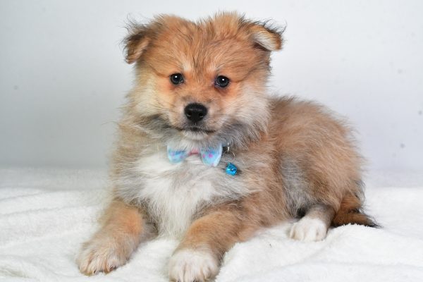 Mr. Tate The Pomeranian - Image 7