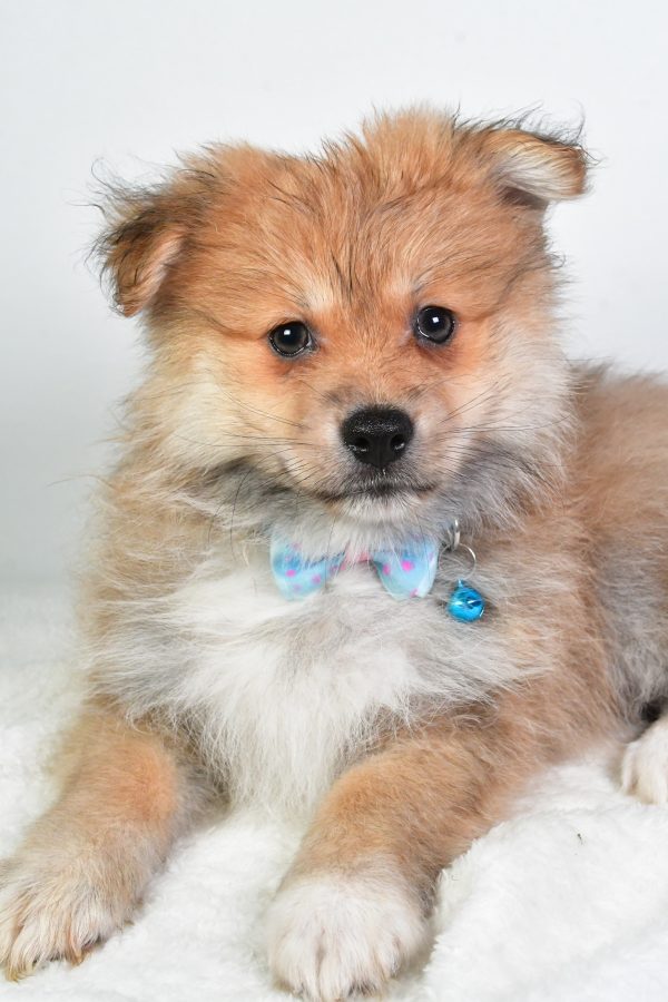 Mr. Tate The Pomeranian - Image 4