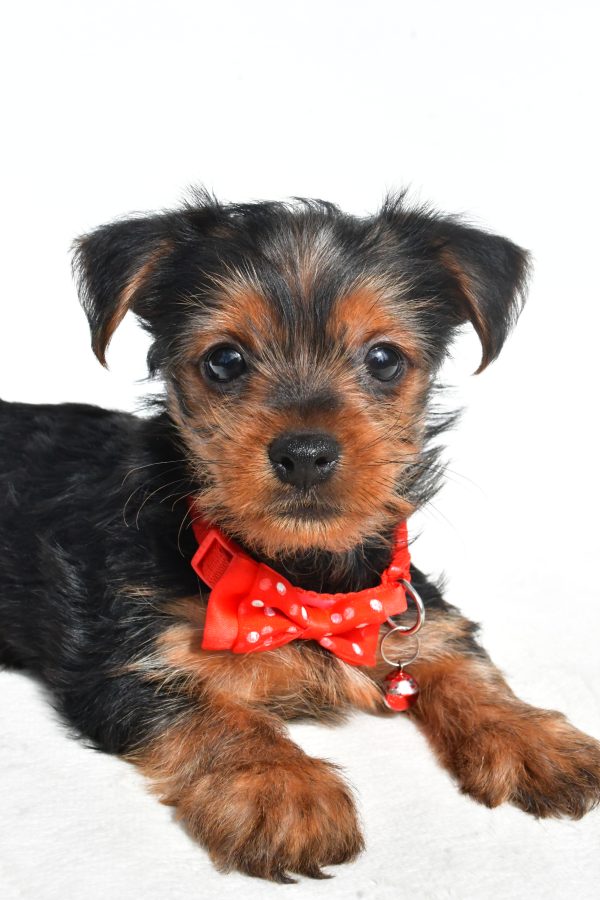 Mr. Nugget The Yorkshire Terrier - Image 3