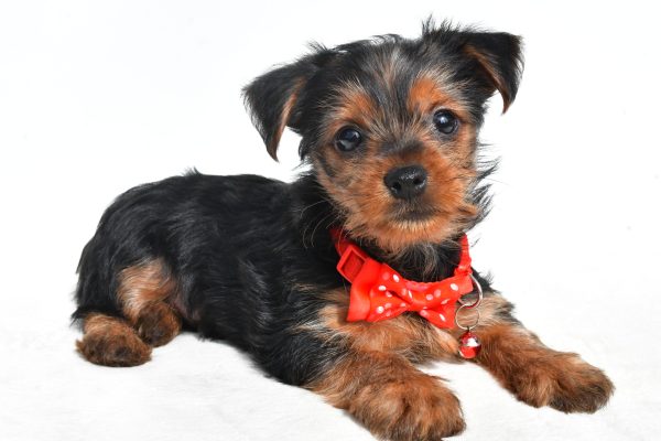 Mr. Nugget The Yorkshire Terrier - Image 6