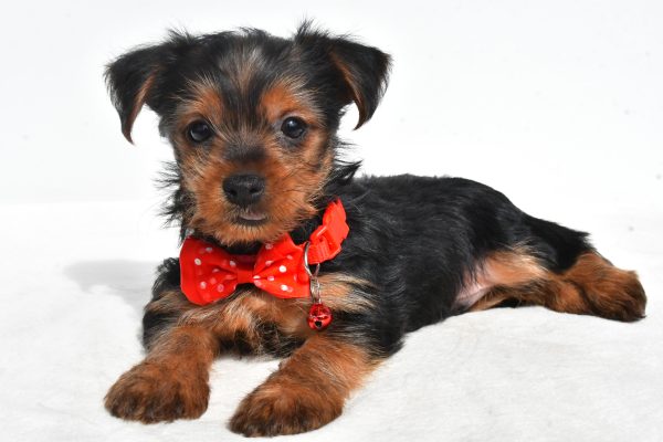 Mr. Nugget The Yorkshire Terrier - Image 5