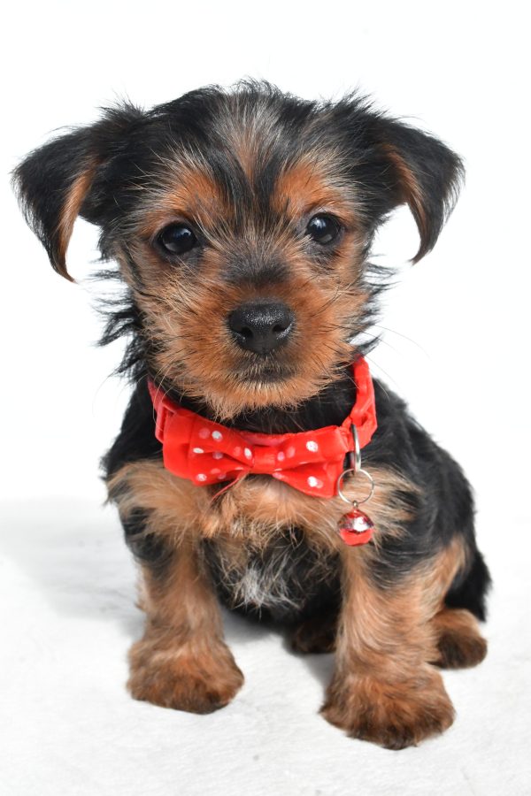 Mr. Nugget The Yorkshire Terrier