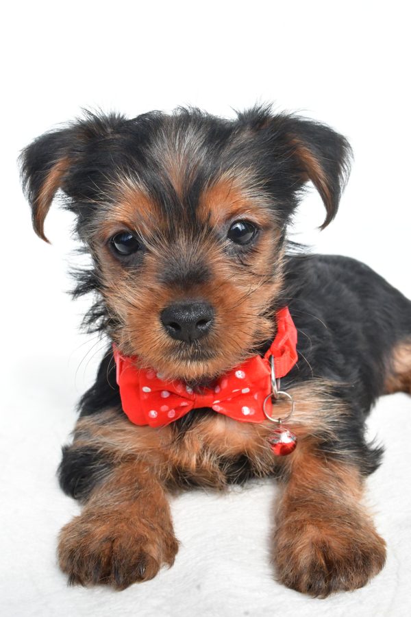 Mr. Nugget The Yorkshire Terrier - Image 4
