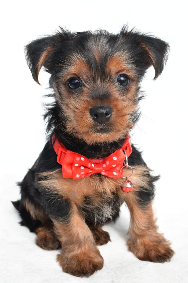 Mr. Nugget The Yorkshire Terrier - Image 2