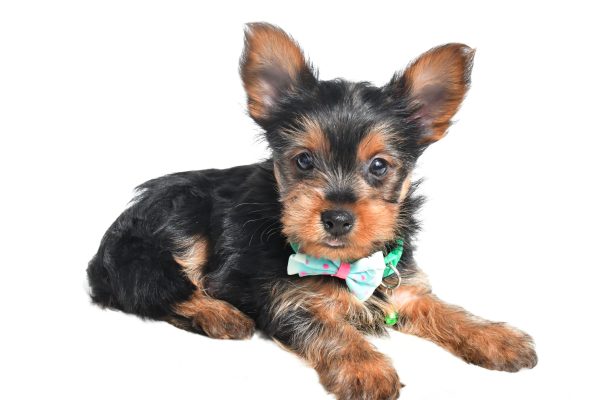 Mr. Nelson The Yorkshire Terrier - Image 6