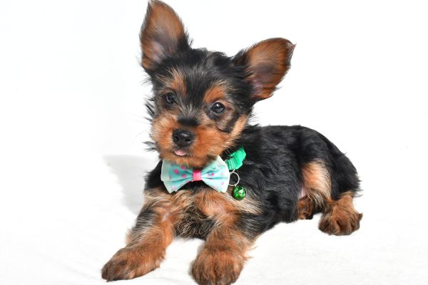 Mr. Nelson The Yorkshire Terrier - Image 5
