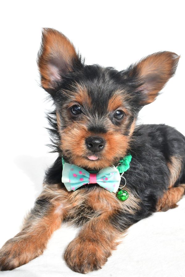 Mr. Nelson The Yorkshire Terrier - Image 4