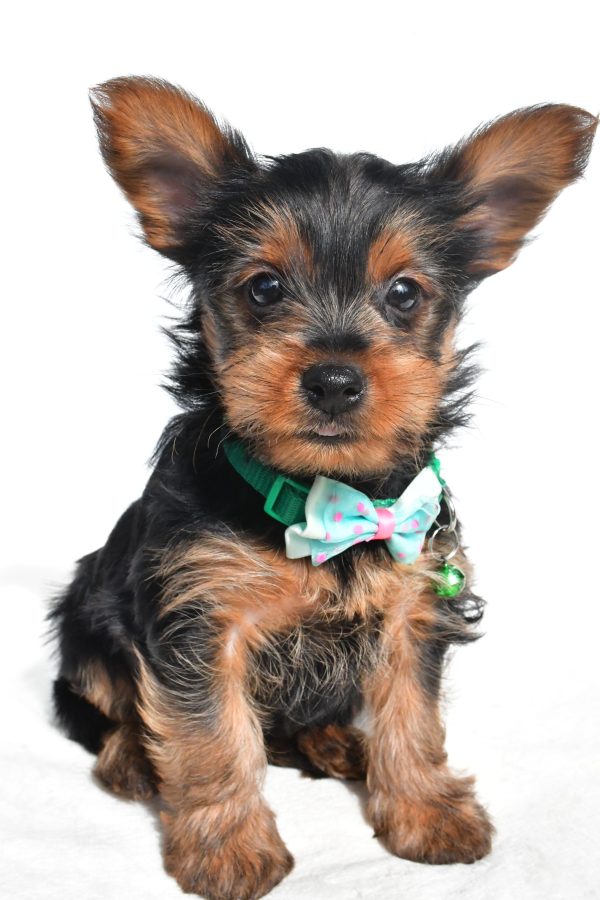 Mr. Nelson The Yorkshire Terrier