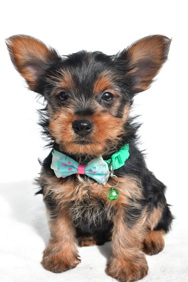 Mr. Nelson The Yorkshire Terrier - Image 2