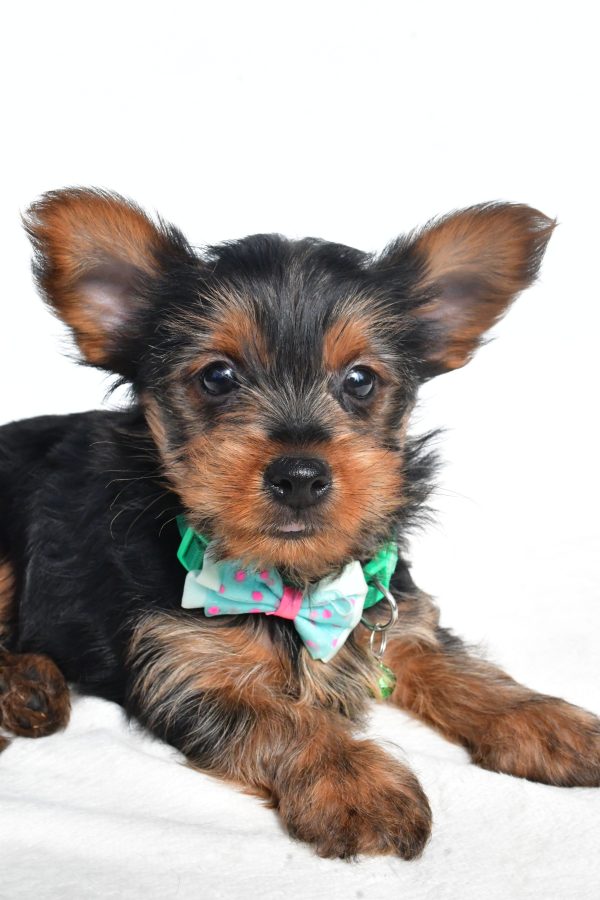Mr. Nelson The Yorkshire Terrier - Image 3