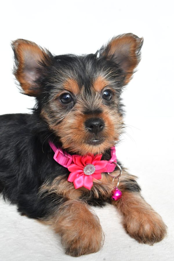 Miss Nancy The Yorkshire Terrier - Image 4