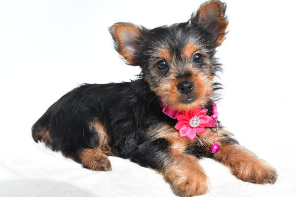 Miss Nancy The Yorkshire Terrier - Image 6
