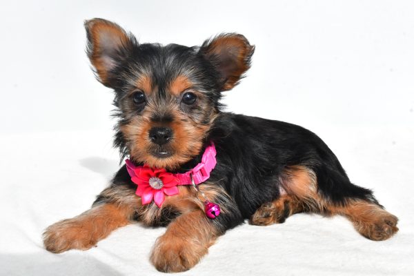 Miss Nancy The Yorkshire Terrier - Image 5