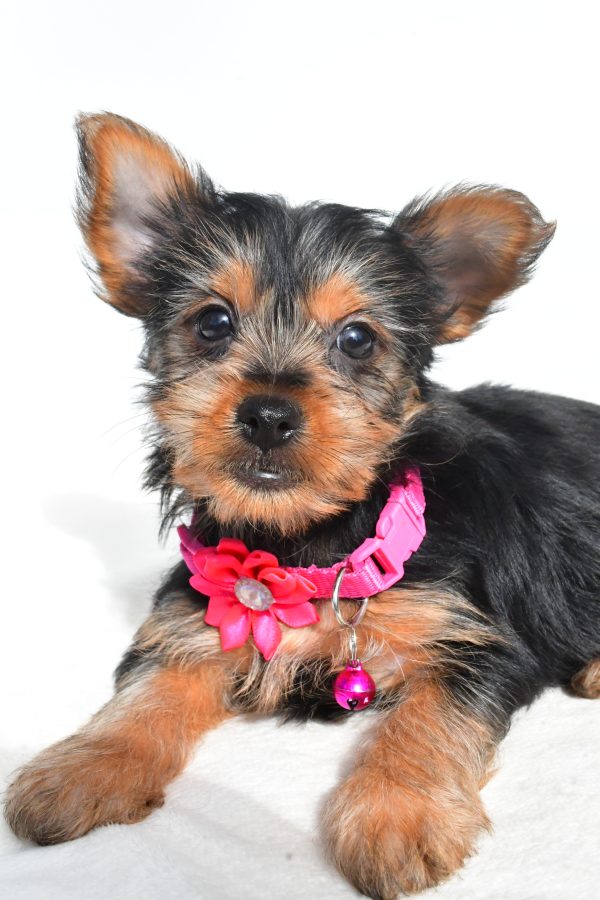 Miss Nancy The Yorkshire Terrier - Image 3
