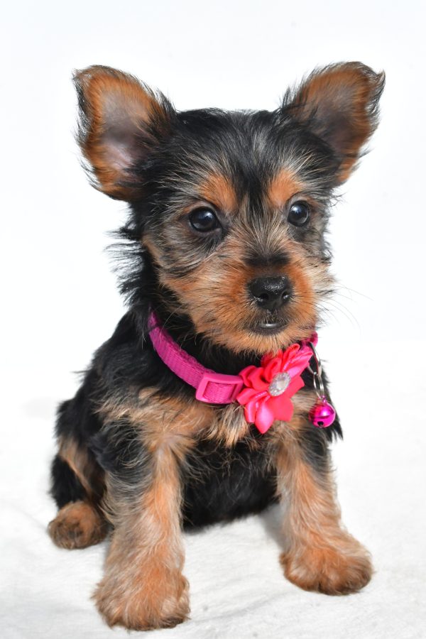 Miss Nancy The Yorkshire Terrier - Image 2