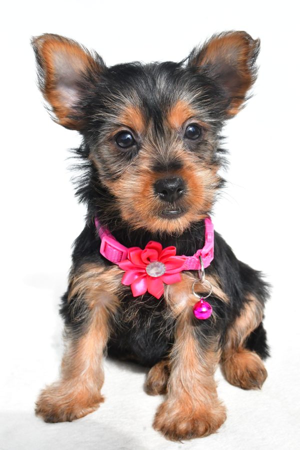 Miss Nancy The Yorkshire Terrier