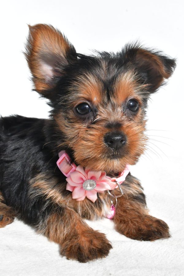 Miss Nova The Yorkshire Terrier - Image 3