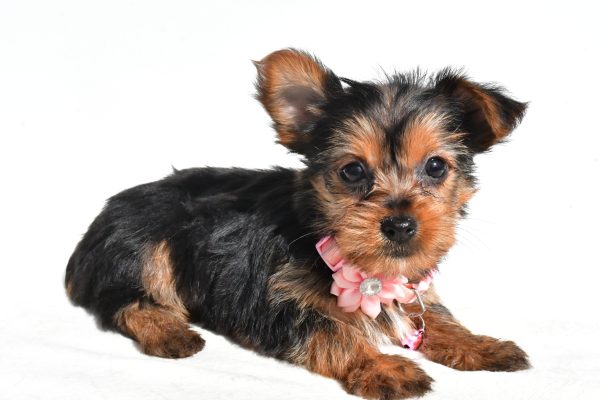 Miss Nova The Yorkshire Terrier - Image 6