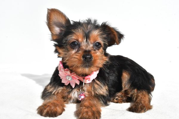 Miss Nova The Yorkshire Terrier - Image 5