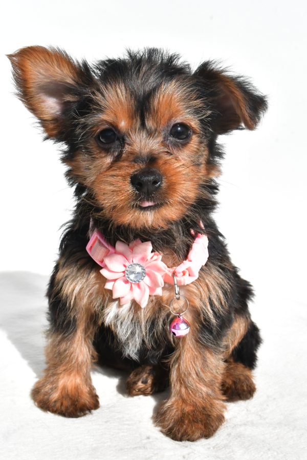 Miss Nova The Yorkshire Terrier