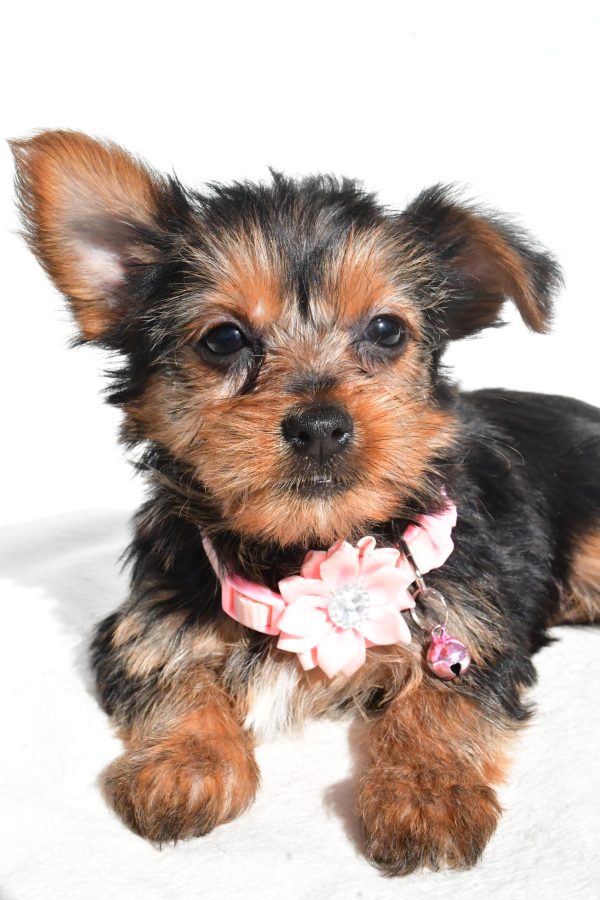 Miss Nova The Yorkshire Terrier - Image 4