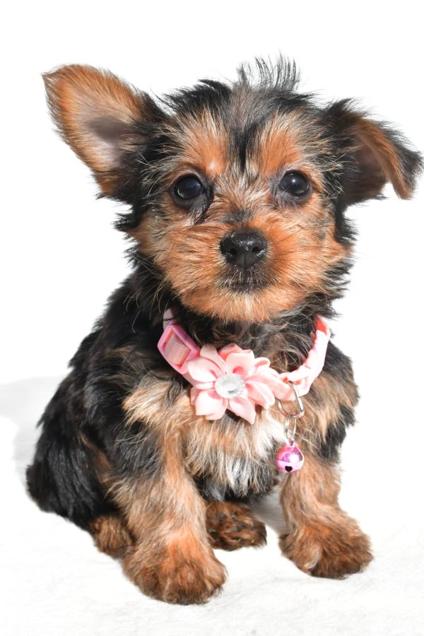 Miss Nova The Yorkshire Terrier - Image 2