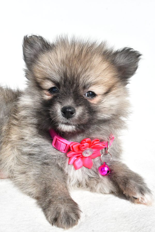 Miss Mae The Pomeranian - Image 3