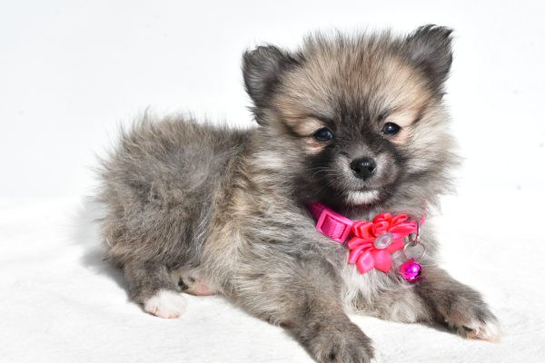 Miss Mae The Pomeranian - Image 6