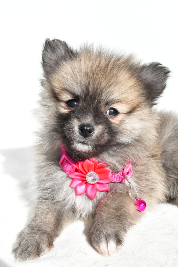 Miss Mae The Pomeranian - Image 4