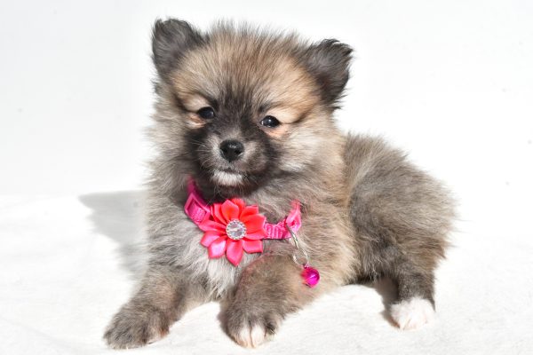 Miss Mae The Pomeranian - Image 7