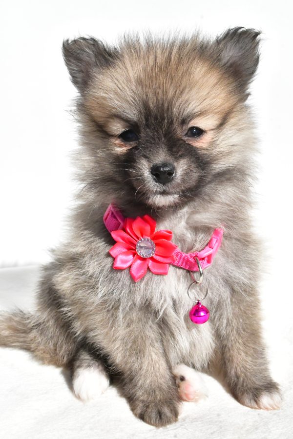 Miss Mae The Pomeranian