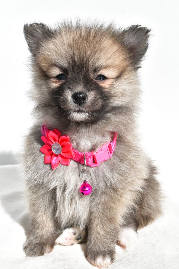 Miss Mae The Pomeranian - Image 2